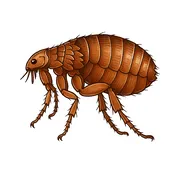 Απεντόμωση για ψύλλους - apentomwsi gia psylloys