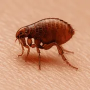 Φθηνές απεντομώσεις ψύλλων στην Αθήνα