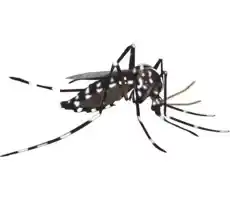 Απεντόμωση για κουνούπια σε κήπους - πάρκα - σπίτια