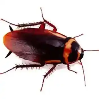 Απεντόμωση Γλυφάδα για Κατσαρίδες