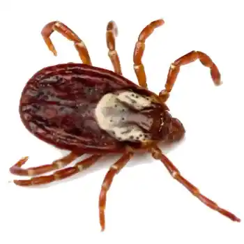 Απεντόμωση Γλυφάδα για τσιμπούρια