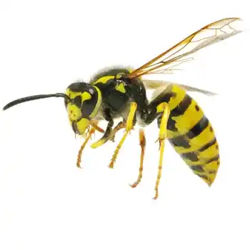 Απεντόμωση Λυκόβρυση για σφήκες με οικονομικές τιμές