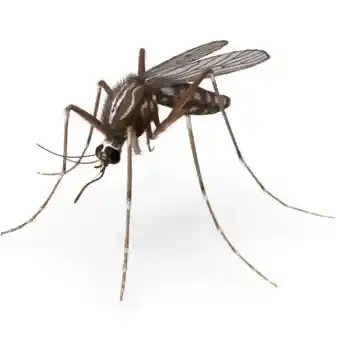 Απεντόμωση Νέο Ψυχικό για Κουνούπια